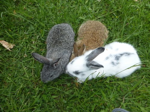 201506012315120.p1070046