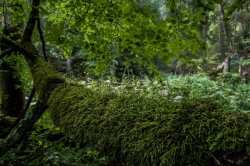 201509151858040.12015205_1039966912690134_9213044524219345421_o