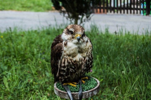 201701301032330.16395749_1398043366882485_1719526597_n