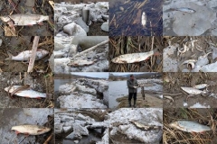 Ľadochody na Poprade spôsobili škody na ichtyofaune