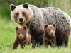 Mimoriadna situácia na území kraja z dôvodu výskytu medveďa hnedého
